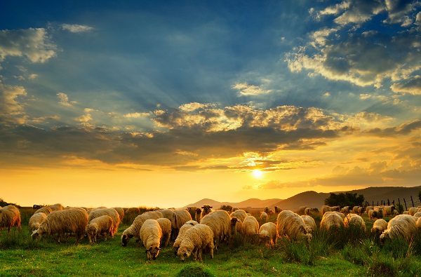 英語圏での 羊 のイメージは 羊 の英語表現からイメージの違いを学ぼう