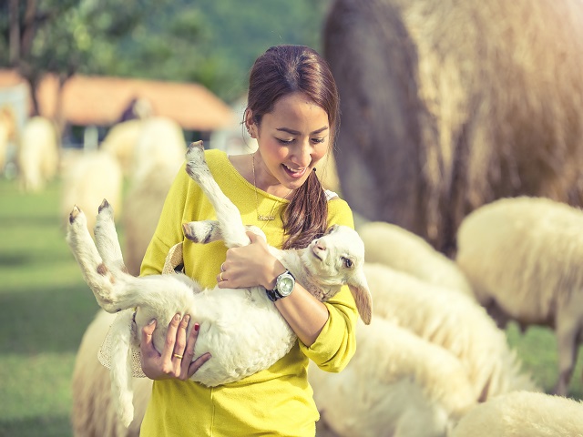 英語圏での 羊 のイメージは 羊 の英語表現からイメージの違いを学ぼう
