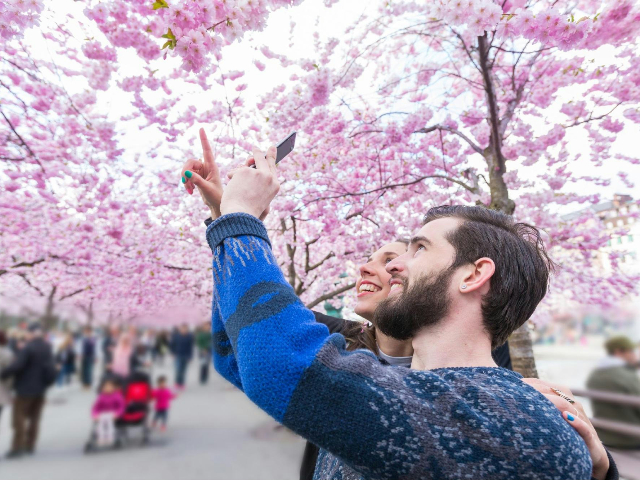 桜は Cherry Blossom だと通じない 英語で桜とお花見の魅力を伝える例文集