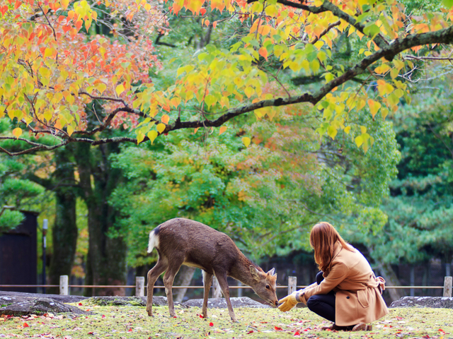 鹿 シカ バンビは間違い 発音 読み方 奈良公園の鹿を英語で紹介