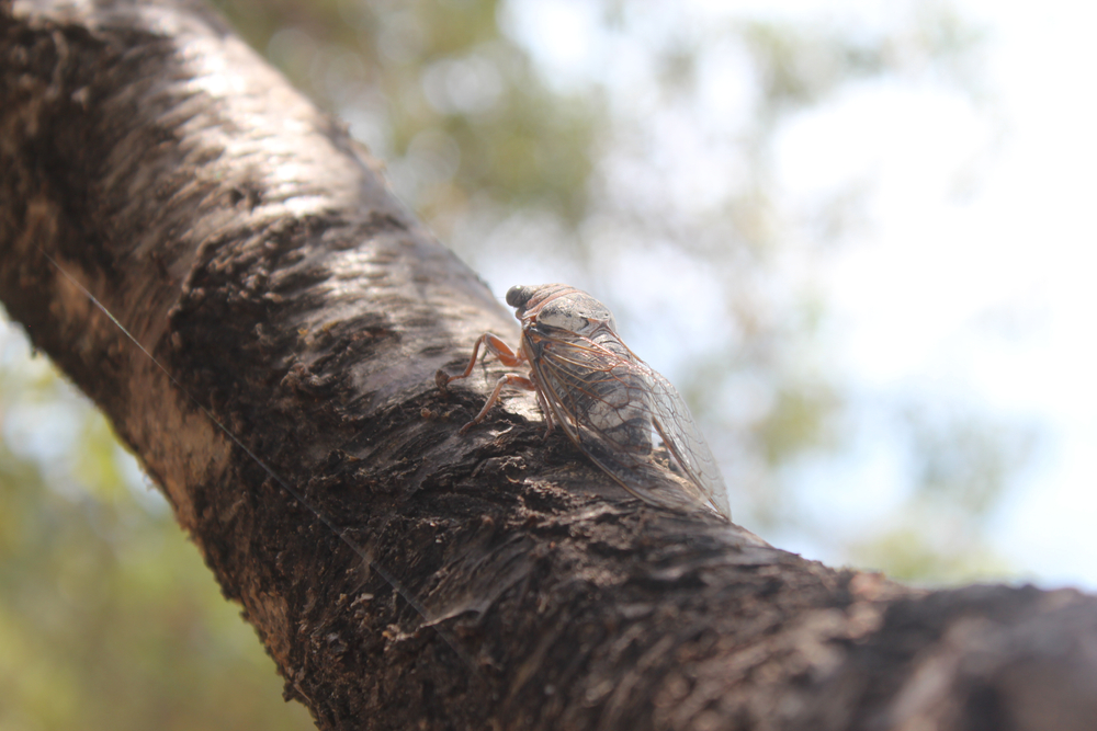 セミ Cicada の英語発音 蝉の抜け殻や鳴き声の英語表現も紹介