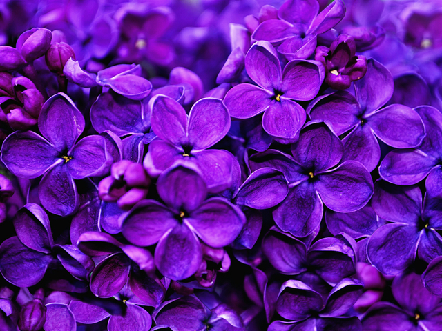 紫 英語 パープル